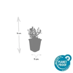 Aster dumosum 'Prof. Anton Kippenberg' - 9 cm kruka - Set med 12 växter