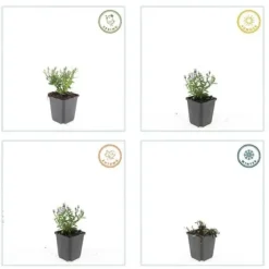 Aster dumosum 'Prof. Anton Kippenberg' - 9 cm kruka - Set med 12 växter