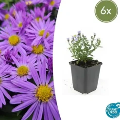 Aster dumosum 'Prof. Anton Kippenberg' - Kruka på 9cm - Set med 6 växter