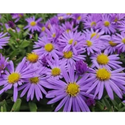 Aster dumosum 'Prof. Anton Kippenberg' - Kruka på 9cm - Set med 6 växter