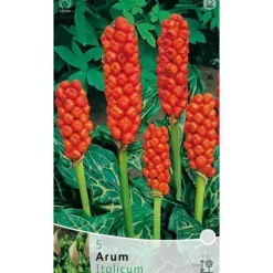 AUTUMNFLYKTIGA KÄLAR ARUM ITALICUM FÖRPACKNING MED 3 RÖTTER BULBS BULBES