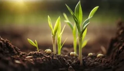 Avsurad torvjord pH 5,5-6,5 BIOVITA 80L