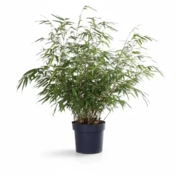 Bamboe Fargesia Rufa i Kruka Ø29cm, Höjd ca 80cm