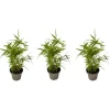 Bambu - Set om 3 - Fargesia nitida 'Black Dragon' - Höjd 25-40cm - ⌀14cm