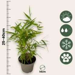 Bambu - Set om 3 - Fargesia nitida 'Black Dragon' - Höjd 25-40cm - ⌀14cm