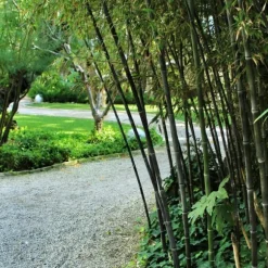 Bambu - Set om 3 - Fargesia nitida 'Black Dragon' - Höjd 25-40cm - ⌀14cm