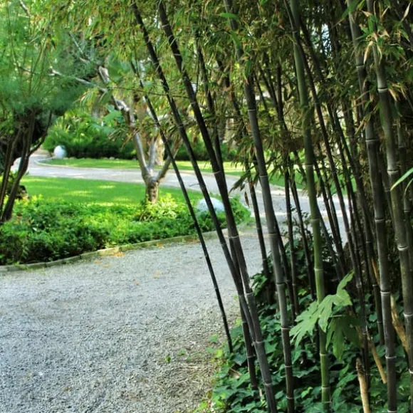 Bambu - Set om 3 - Fargesia nitida 'Black Dragon' - Höjd 25-40cm - ⌀14cm