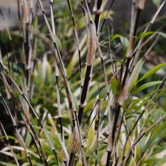 Bambu - Set om 3 - Fargesia nitida 'Black Dragon' - Höjd 25-40cm - ⌀14cm