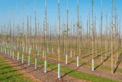 Bambupålar, bambustänger 180 cm 20/22 mm 50 st/