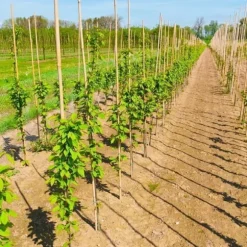 Bambupålar, bambustänger 180 cm 20/22 mm 50 st/