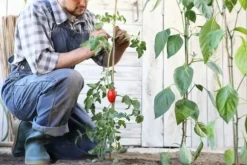 Bambupålar, bambustänger 180 cm 20/22 mm 50 st/