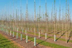 Bambupålar, bambustänger 105 cm 12/14 mm 100 st/