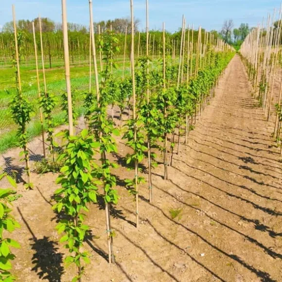 Bambupålar, bambustänger 105 cm 12/14 mm 100 st/