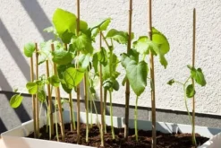 Bambupålar, bambustänger 75 cm 6/8 mm /1000 st/