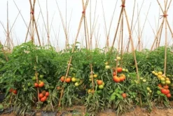 Bambupålar, bambustänger 75 cm 6/8 mm /1000 st/