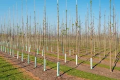 Bambupålar, bambustänger 120 cm 10/12 mm 100 st/