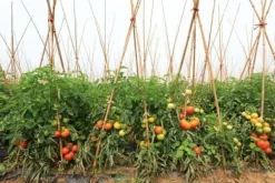 Bambupålar, bambustänger 120 cm 10/12 mm 100 st/