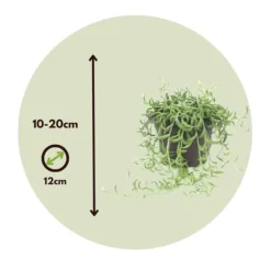 Banansnöre - Senecio radicans - Höjd 10-20cm - ⌀12cm