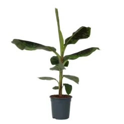 Bananväxt - Musa 'Dwarf Cavendish' - Höjd 90-100cm - ⌀21cm