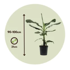 Bananväxt - Musa 'Dwarf Cavendish' - Höjd 90-100cm - ⌀21cm