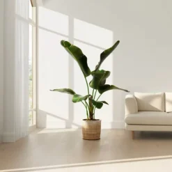 Bananväxt - Musa 'Dwarf Cavendish' - Höjd 90-100cm - ⌀21cm