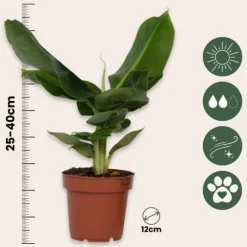 Bananväxt - Musa 'Oriental Dwarf' - Höjd 25-40cm - Pot 12cm