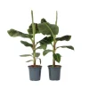 Bananväxt - Set om 2 - Musa 'Dwarf Cavendish' - Höjd 90-100cm - ⌀21cm