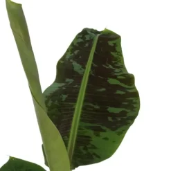 Bananväxt - Set om 2 - Musa 'Dwarf Cavendish' - Höjd 90-100cm - ⌀21cm