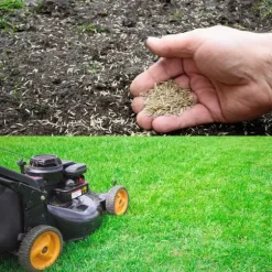 Barenbrug Emerald Grass för torra områden vatten 1kg