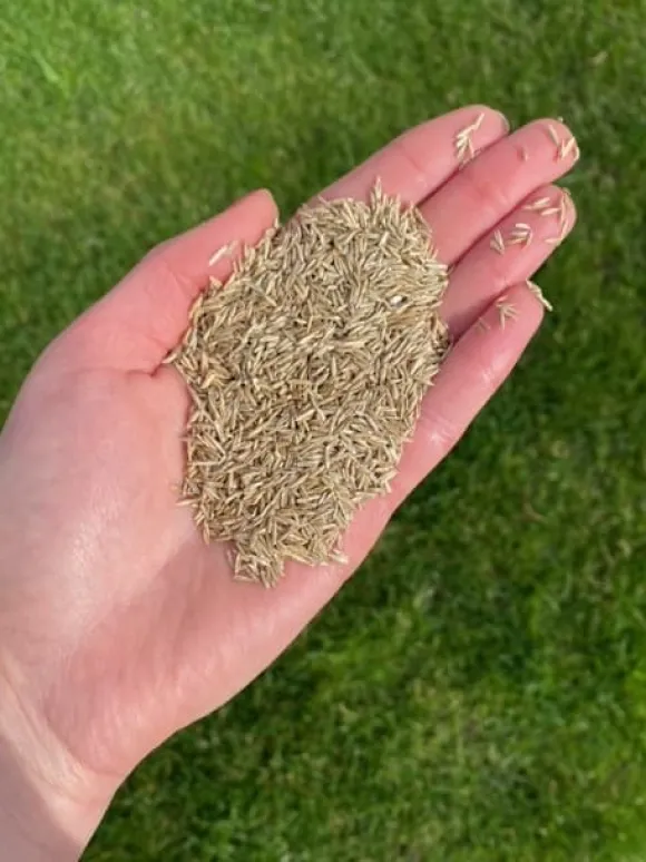 Barenbrug Emerald Grass för torra områden vatten 1kg