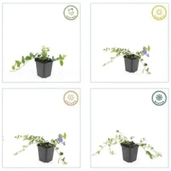 Bäckväxt - Periwinkle - Vinca minor 'Argenteovariegata' - 9cm kruka - Set med 60 växter