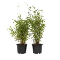 Bergbambu - Set om 6 - Fargesia nitida 'Red Dragon' - Höjd 60-80cm - ⌀17cm