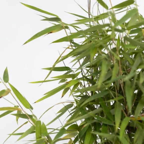 Bergbambu - Set om 6 - Fargesia nitida 'Red Dragon' - Höjd 60-80cm - ⌀17cm