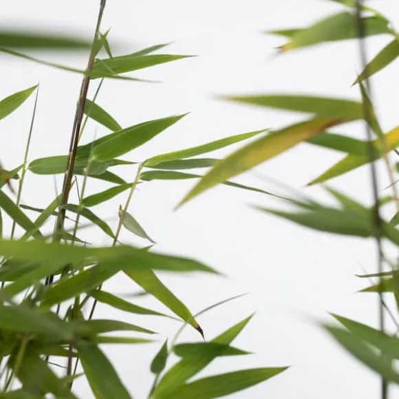 Bergbambu - Set om 6 - Fargesia nitida 'Red Dragon' - Höjd 60-80cm - ⌀17cm