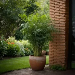 Bergbambu - Set om 6 - Fargesia rufa - Höjd 25-40cm - ⌀13cm