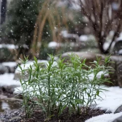 Bergbambu - Set om 18 - Fargesia rufa - Höjd 25-40cm - ⌀13cm