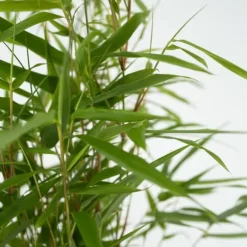 Bergbambu - Set om 18 - Fargesia rufa - Höjd 25-40cm - ⌀13cm