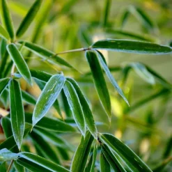 Bergbambu - Set om 18 - Fargesia rufa - Höjd 25-40cm - ⌀13cm