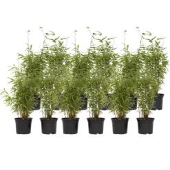 Bergbambu - Set om 12 - Fargesia nitida 'Red Dragon' - Höjd 60-80cm - ⌀17cm