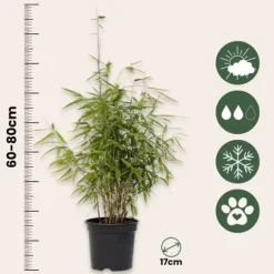 Bergbambu - Set om 12 - Fargesia nitida 'Red Dragon' - Höjd 60-80cm - ⌀17cm