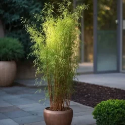 Bergbambu - Set om 12 - Fargesia nitida 'Red Dragon' - Höjd 60-80cm - ⌀17cm