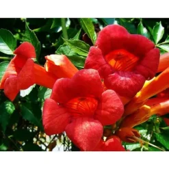 BIGNONIA CAMPSIS RADICANS FLAMENCO VAS 16CM Växt Buske Trädgård