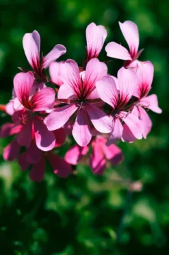 BIOHUMUSGÖDNING FÖR BLOMMANDE VÄXTER 0,35 L