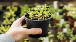 BIOVITA FRÖJORD MED KOKOSFIBER 20L