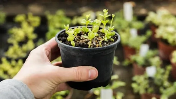 BIOVITA FRÖJORD MED KOKOSFIBER 20L