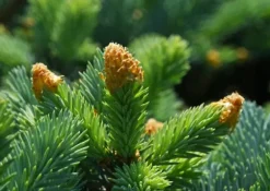 BIOVITA JORD FÖR BARRTÄRD 20L