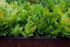 BIOVITA ORMBUNKESUBSTRAT 5L