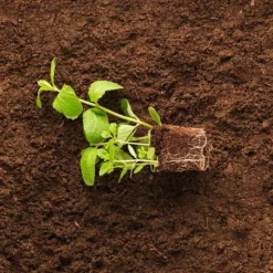 BIOVITA SURT TORV för blåbär och syraälskande växter 3,5-4,5 pH 20 l