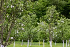 BIOVITA TRÄD WHITENING LIME 1KG