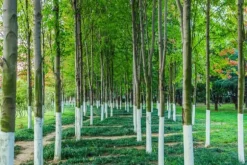 BIOVITA TRÄD WHITENING LIME 1KG